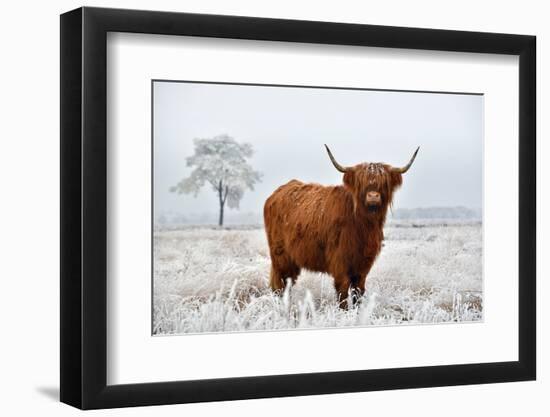 Scottish Highlander in a Natural Winter Landscape.-Defotoberg-Framed Photographic Print