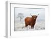 Scottish Highlander in a Natural Winter Landscape.-Defotoberg-Framed Photographic Print