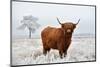 Scottish Highlander in a Natural Winter Landscape.-Defotoberg-Mounted Photographic Print