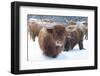 Scottish Highlanders-Orah Moore-Framed Art Print