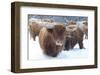 Scottish Highlanders-Orah Moore-Framed Art Print