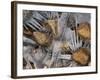 Scottish Highlands, Glencoe, Frozen Rocks in a Riverbed Below the Buachaille Etive Mor, Scotland-Paul Harris-Framed Photographic Print