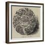 Scottish Protesting Brooch-null-Framed Giclee Print