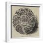 Scottish Protesting Brooch-null-Framed Giclee Print