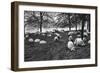 Scottish Sheep by the Serpentine, Hyde Park, London, 1926-1927-null-Framed Giclee Print