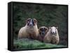 Scottish Sheep, Isle of Skye, Scotland-Gavriel Jecan-Framed Stretched Canvas