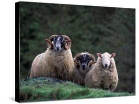 Scottish Sheep, Isle of Skye, Scotland-Gavriel Jecan-Stretched Canvas