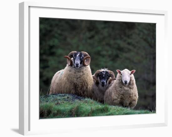 Scottish Sheep, Isle of Skye, Scotland-Gavriel Jecan-Framed Photographic Print