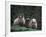 Scottish Sheep, Isle of Skye, Scotland-Gavriel Jecan-Framed Photographic Print