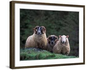 Scottish Sheep, Isle of Skye, Scotland-Gavriel Jecan-Framed Photographic Print