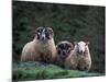 Scottish Sheep, Isle of Skye, Scotland-Gavriel Jecan-Mounted Photographic Print