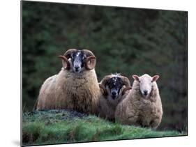 Scottish Sheep, Isle of Skye, Scotland-Gavriel Jecan-Mounted Photographic Print