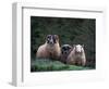 Scottish Sheep, Isle of Skye, Scotland-Gavriel Jecan-Framed Photographic Print
