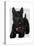 Scottish Terrier and Bow-Fab Funky-Stretched Canvas