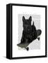 Scottish Terrier and Skateboard-Fab Funky-Framed Stretched Canvas