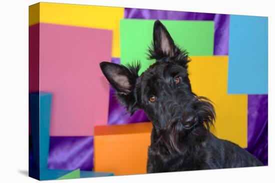 Scottish Terrier Portrait in Colors-Zandria Muench Beraldo-Stretched Canvas