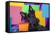 Scottish Terrier Portrait in Colors-Zandria Muench Beraldo-Framed Stretched Canvas