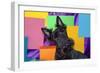 Scottish Terrier Portrait in Colors-Zandria Muench Beraldo-Framed Photographic Print
