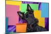 Scottish Terrier Portrait in Colors-Zandria Muench Beraldo-Mounted Photographic Print