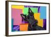 Scottish Terrier Portrait in Colors-Zandria Muench Beraldo-Framed Photographic Print