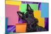 Scottish Terrier Portrait in Colors-Zandria Muench Beraldo-Mounted Photographic Print