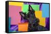 Scottish Terrier Portrait in Colors-Zandria Muench Beraldo-Framed Stretched Canvas