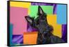 Scottish Terrier Portrait in Colors-Zandria Muench Beraldo-Framed Stretched Canvas