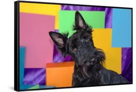 Scottish Terrier Portrait in Colors-Zandria Muench Beraldo-Framed Stretched Canvas