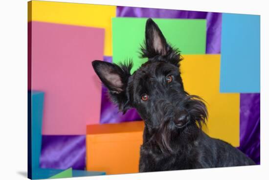 Scottish Terrier Portrait in Colors-Zandria Muench Beraldo-Stretched Canvas