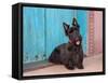 Scottish Terrier Sitting by Colorful Doorway-Zandria Muench Beraldo-Framed Stretched Canvas