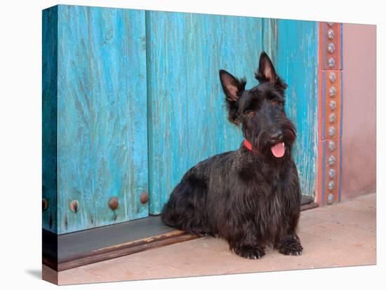 Scottish Terrier Sitting by Colorful Doorway-Zandria Muench Beraldo-Stretched Canvas
