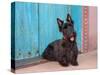 Scottish Terrier Sitting by Colorful Doorway-Zandria Muench Beraldo-Stretched Canvas