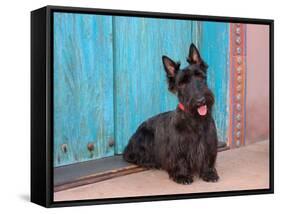 Scottish Terrier Sitting by Colorful Doorway-Zandria Muench Beraldo-Framed Stretched Canvas