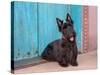 Scottish Terrier Sitting by Colorful Doorway-Zandria Muench Beraldo-Stretched Canvas