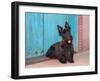 Scottish Terrier Sitting by Colorful Doorway-Zandria Muench Beraldo-Framed Premium Photographic Print