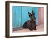 Scottish Terrier Sitting by Colorful Doorway-Zandria Muench Beraldo-Framed Photographic Print