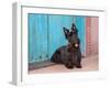 Scottish Terrier Sitting by Colorful Doorway-Zandria Muench Beraldo-Framed Photographic Print