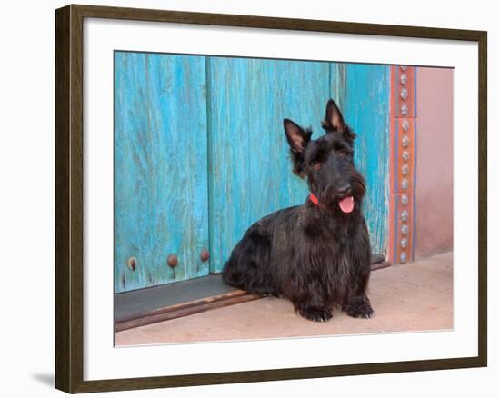 Scottish Terrier Sitting by Colorful Doorway-Zandria Muench Beraldo-Framed Photographic Print