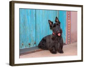 Scottish Terrier Sitting by Colorful Doorway-Zandria Muench Beraldo-Framed Photographic Print