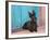 Scottish Terrier Sitting by Colorful Doorway-Zandria Muench Beraldo-Framed Photographic Print