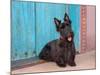 Scottish Terrier Sitting by Colorful Doorway-Zandria Muench Beraldo-Mounted Photographic Print