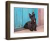 Scottish Terrier Sitting by Colorful Doorway-Zandria Muench Beraldo-Framed Photographic Print