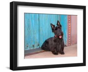 Scottish Terrier Sitting by Colorful Doorway-Zandria Muench Beraldo-Framed Photographic Print