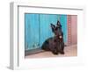 Scottish Terrier Sitting by Colorful Doorway-Zandria Muench Beraldo-Framed Photographic Print