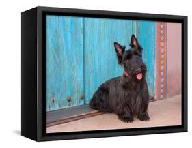 Scottish Terrier Sitting by Colorful Doorway-Zandria Muench Beraldo-Framed Stretched Canvas
