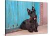 Scottish Terrier Sitting by Colorful Doorway-Zandria Muench Beraldo-Stretched Canvas