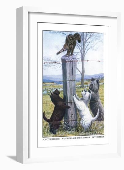 Scottish Terrier, West Highland Terrier, Skye Terrier-Louis Agassiz Fuertes-Framed Art Print