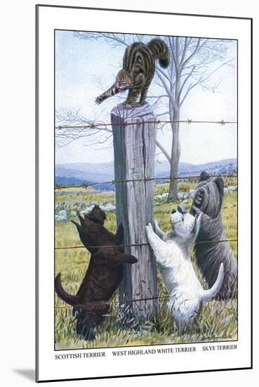 Scottish Terrier, West Highland Terrier, Skye Terrier-Louis Agassiz Fuertes-Mounted Art Print