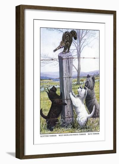 Scottish Terrier, West Highland Terrier, Skye Terrier-Louis Agassiz Fuertes-Framed Art Print