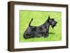 Scottish Terrier-CaptureLight-Framed Photographic Print